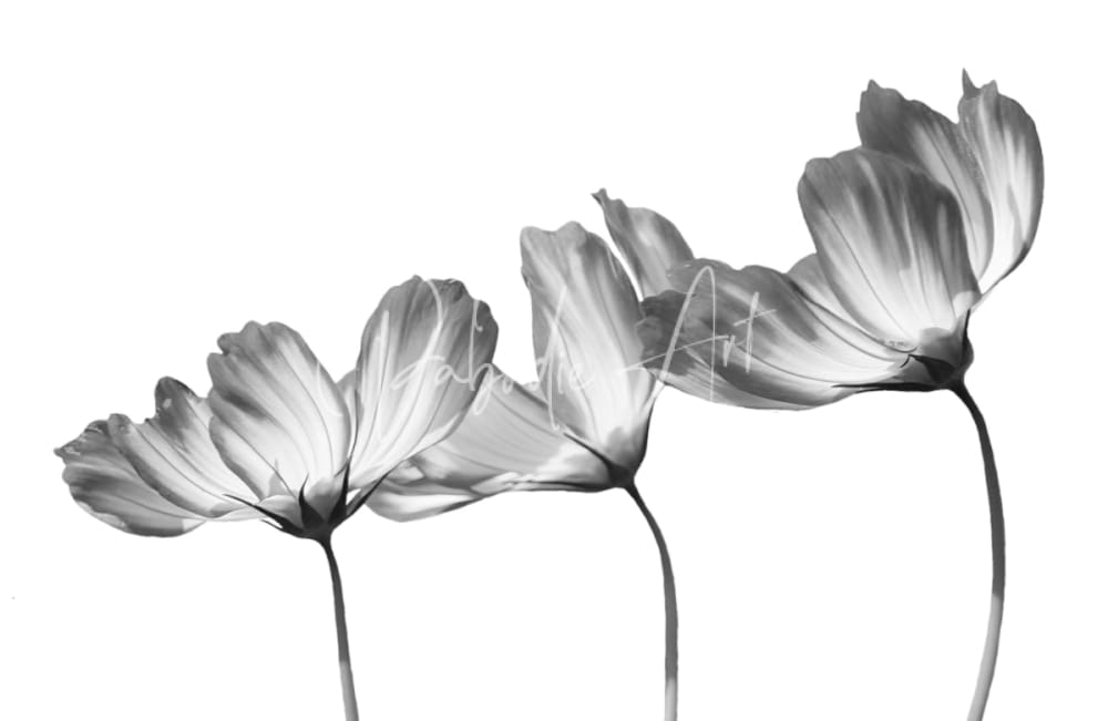 Black-and-white artistic rendering of three delicate cosmos flowers with layered petals and slender stems in a print