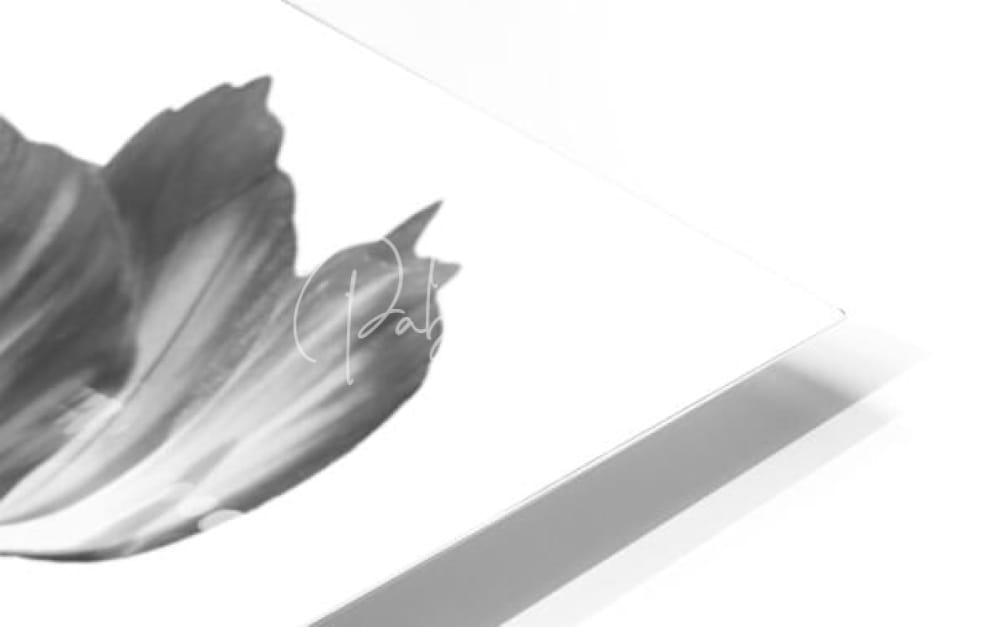 A minimalist black and white abstract painting featuring a stylized leaf with soft flowing brushstrokes titled delicate cosmos