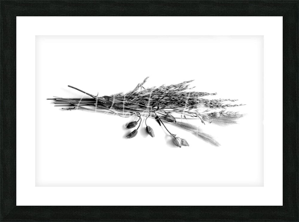 Black-framed artwork featuring a monochrome photograph of dried grasses and flower pods in a naturalistic arrangement