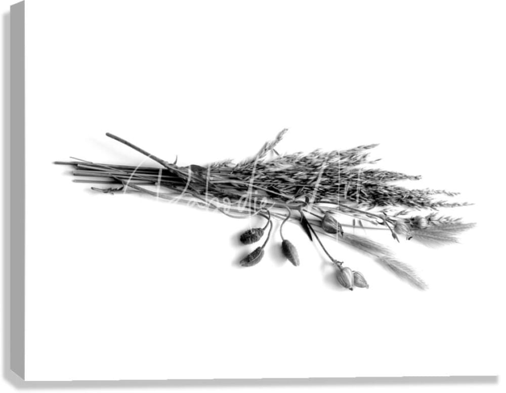 A monochrome canvas print of dried grasses and flower pods arranged in a bundled design
