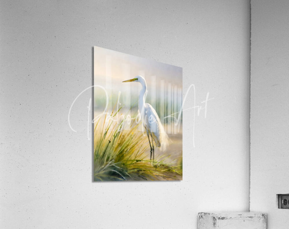 Acrylic print titled egret by the sea featuring a white egret in a soft-focus marsh scene mounted on a wall