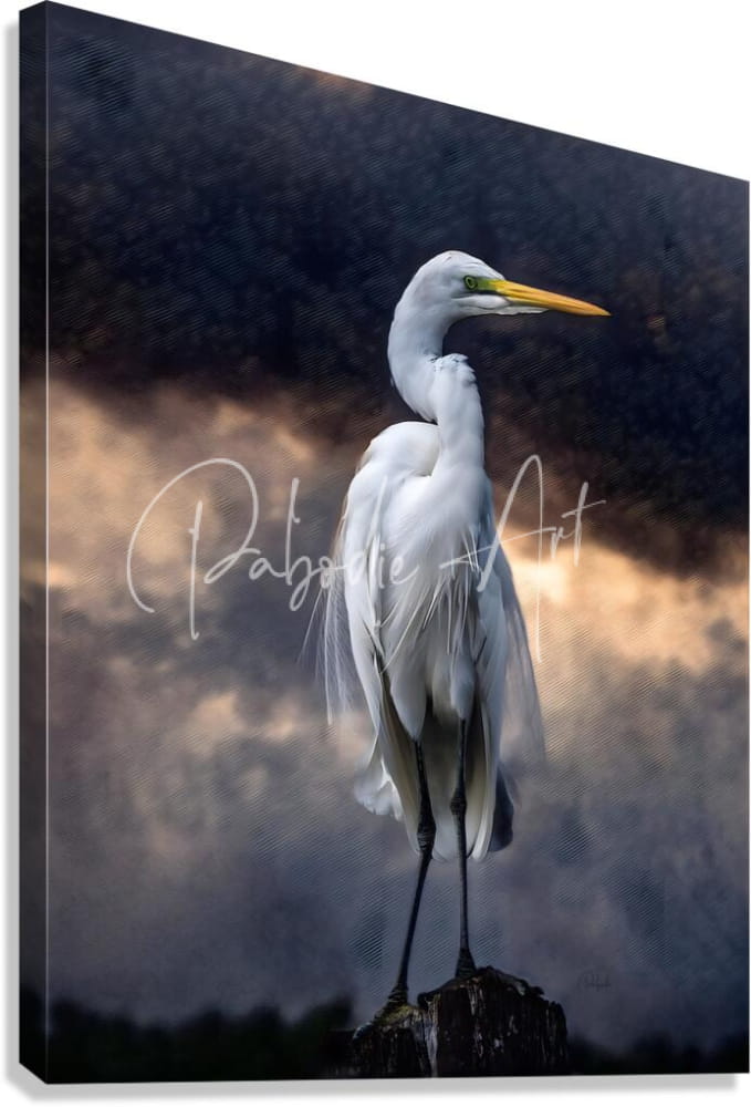 Egret standing tall featuring a white egret with a yellow beak and black legs on a dark rock under a cloudy sky