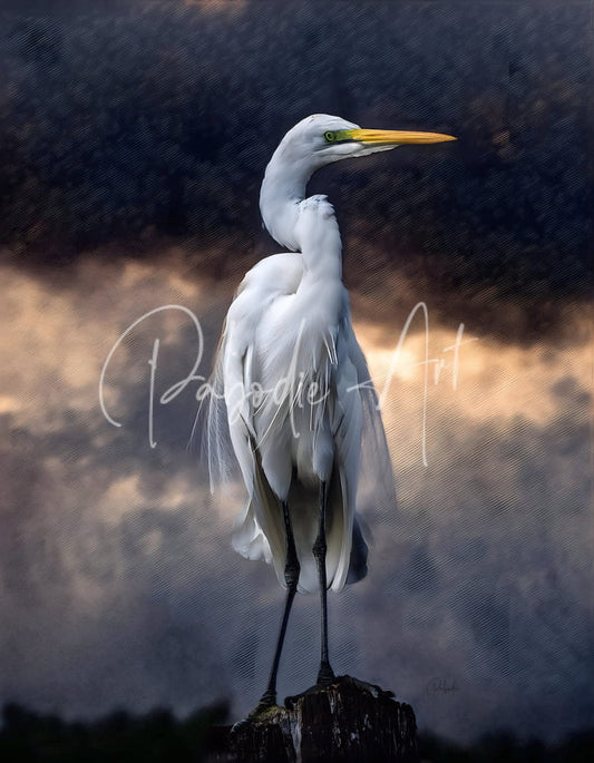 A striking white great egret with yellow beak and green eyes standing tall on a dark weathered stump against cloudy sky