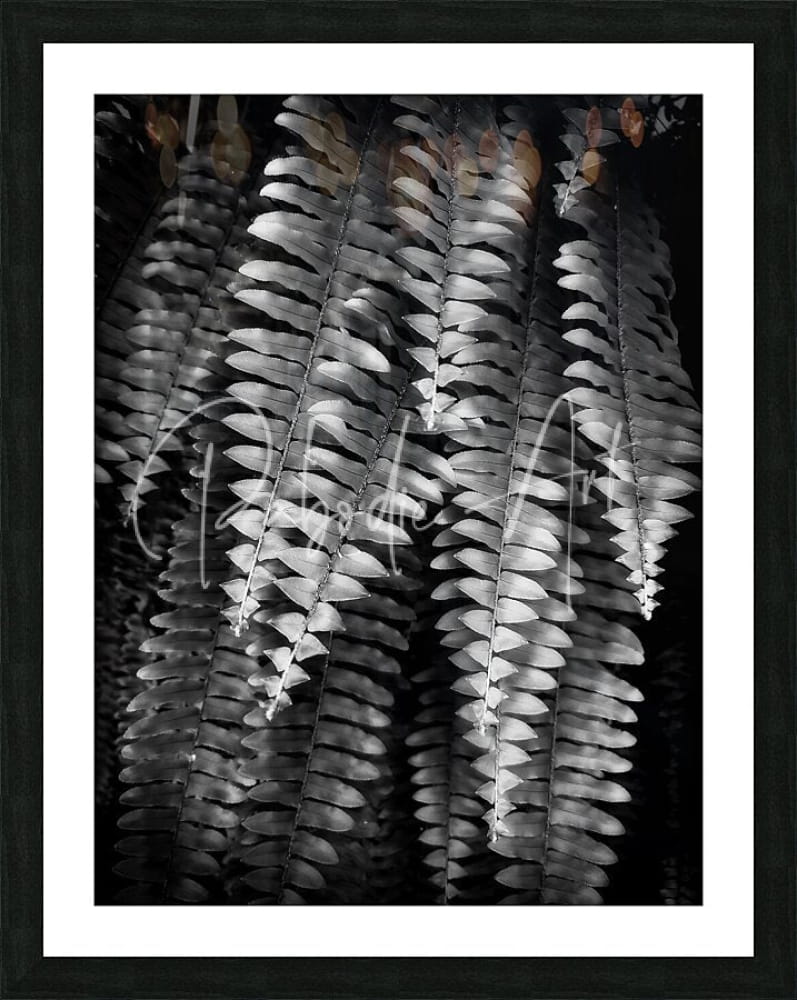 Black and white framed photograph of fern fronds with intricate leaf patterns and subtle highlights titled fern fronds