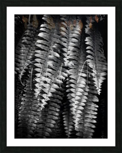 Black and white framed photograph of fern fronds with intricate leaf patterns and subtle highlights titled fern fronds