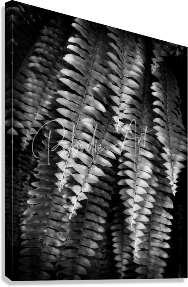 Black-and-white canvas print featuring intricate fern fronds with detailed leaf patterns titled fern fronds