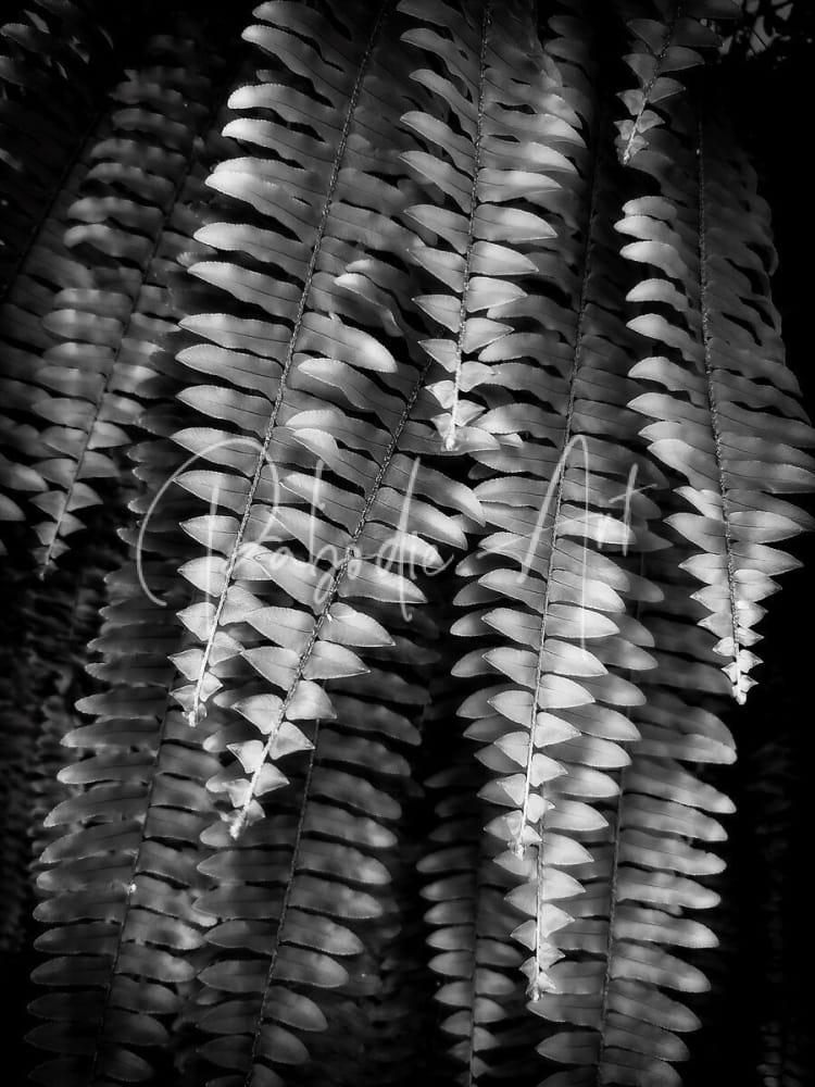 Black-and-white photograph of fern fronds with intricate segmented leaf patterns in fern fronds product