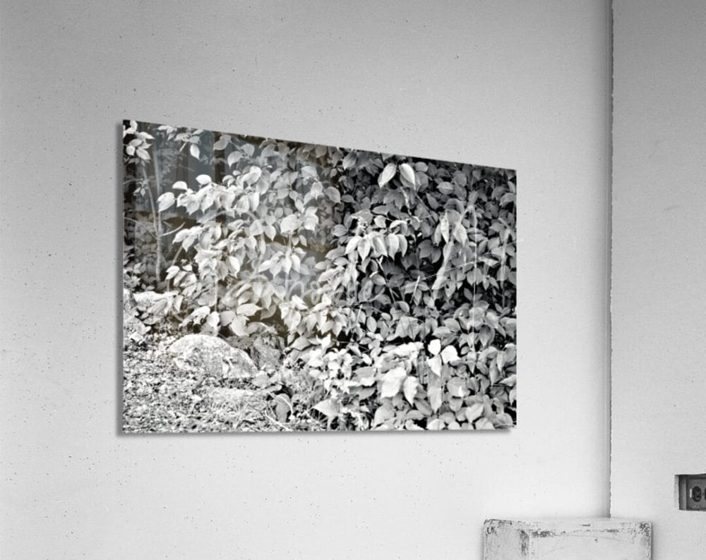 Black-and-white photographic print of dense foliage mounted on wall in find the chippie product display