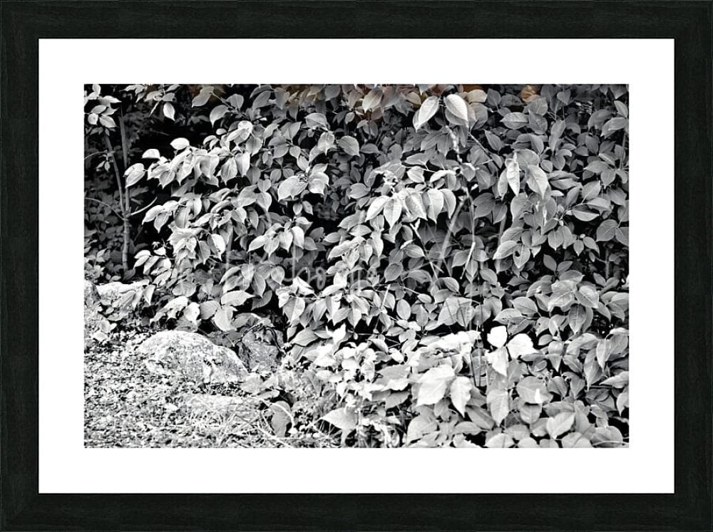 Black-framed grayscale photograph of a dense leafy plant featured in find the chippie product