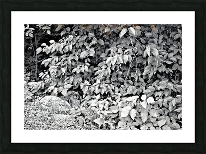 Black-framed grayscale photograph of a dense leafy plant featured in find the chippie product