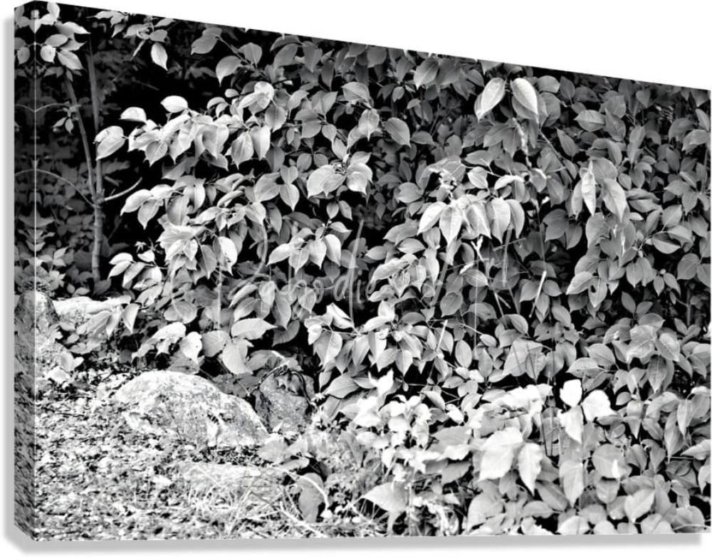 Black and white canvas print titled find the chippie featuring dense foliage and rocks in nature scene
