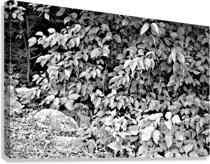 Black and white canvas print titled find the chippie featuring dense foliage and rocks in nature scene