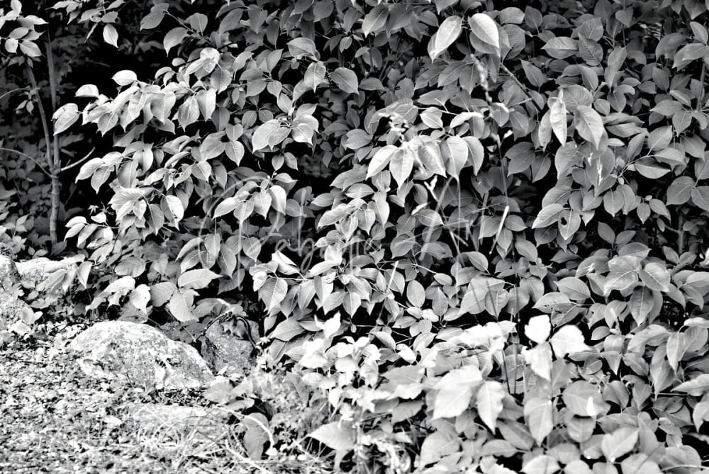 Find the chippie product featuring dense black-and-white foliage of broad oval leaves over rocky ground