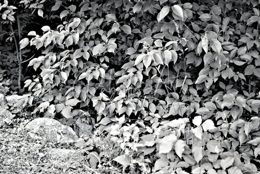 Find the chippie product featuring dense black-and-white foliage of broad oval leaves over rocky ground