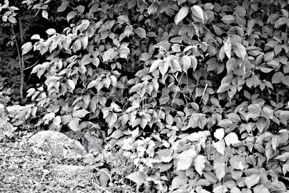 Find the chippie features dense black and white foliage with broad oval leaves covering rocky ground