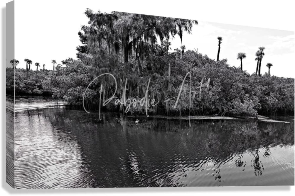 Black and white canvas print of a serene swamp scene with palm trees and hanging moss titled find the turtle