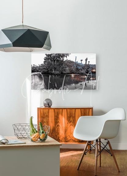 Black and white photographic print of a swamp scene with palm trees featured in the find the turtle wall art product
