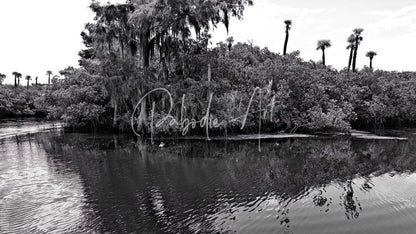 Black-and-white photograph of a serene swamp with dense foliage spanish moss and palm trees reflected on calm water for find the turtle