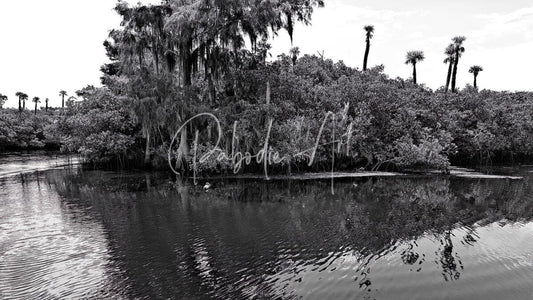 Black-and-white photograph of a serene swamp with dense foliage spanish moss and palm trees reflected on calm water for find the turtle