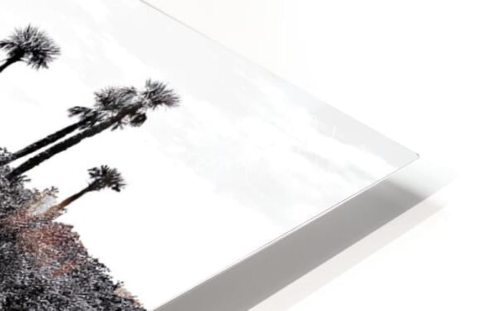 Black and white palm tree artwork on a sleek modern acrylic print titled Find The Turtle for wall decor