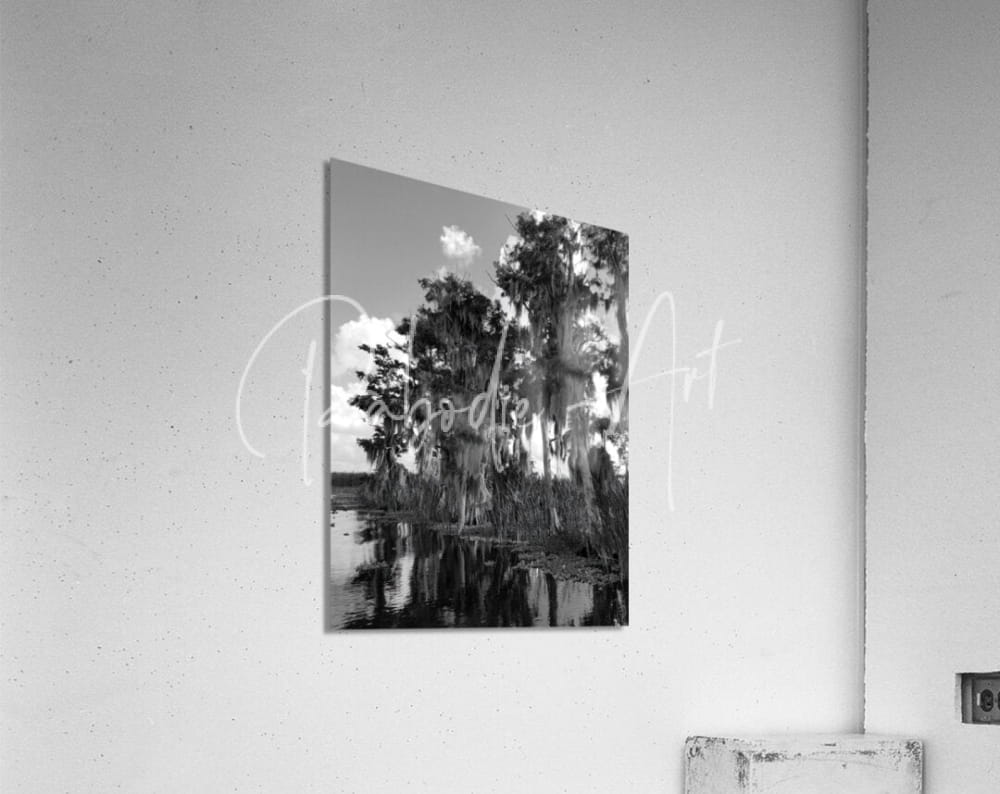 Black and white acrylic print of a florida bald cypress swamp scene with spanish moss reflected in water