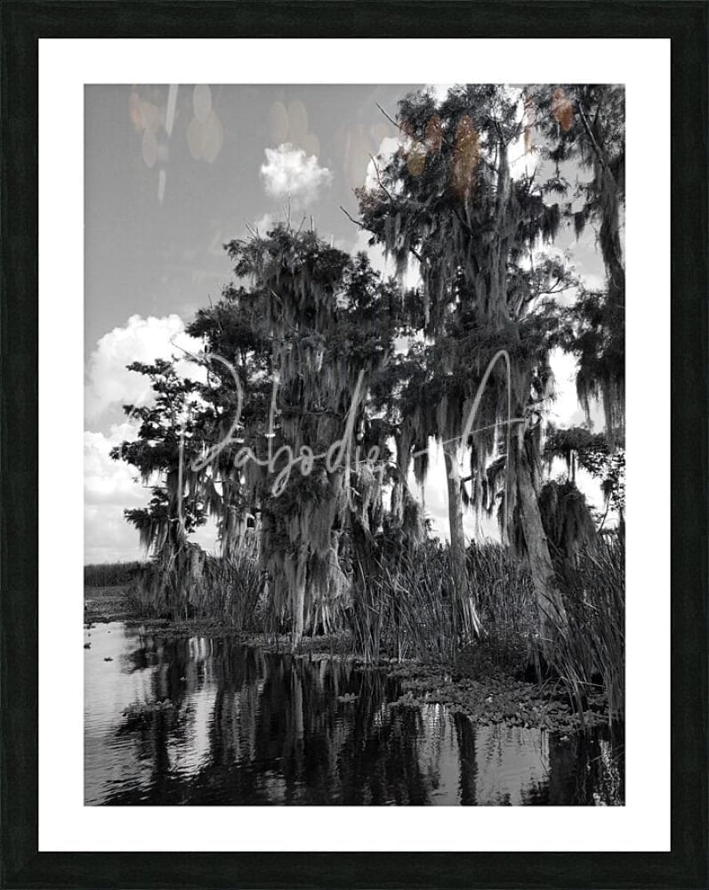 Black and white framed art print of florida bald cypress trees draped in spanish moss reflecting in calm water