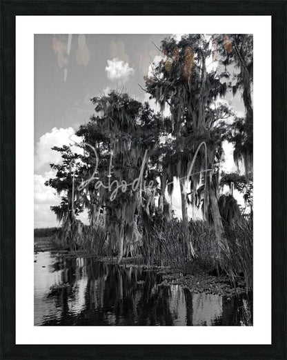 Black and white framed art print of florida bald cypress trees draped in spanish moss reflecting in calm water