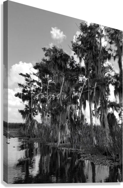 Black-and-white canvas print of florida bald cypress trees draped in spanish moss reflected in calm water
