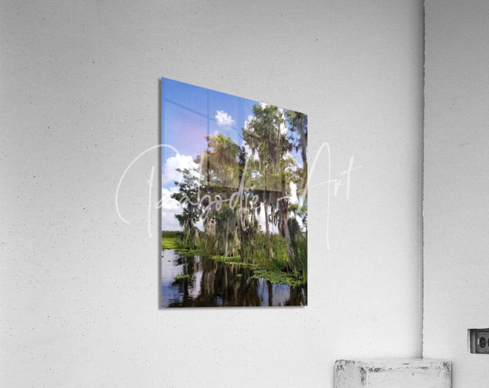 Rectangular acrylic print of florida bald cypress trees with spanish moss reflecting on calm swamp water under cloudy sky