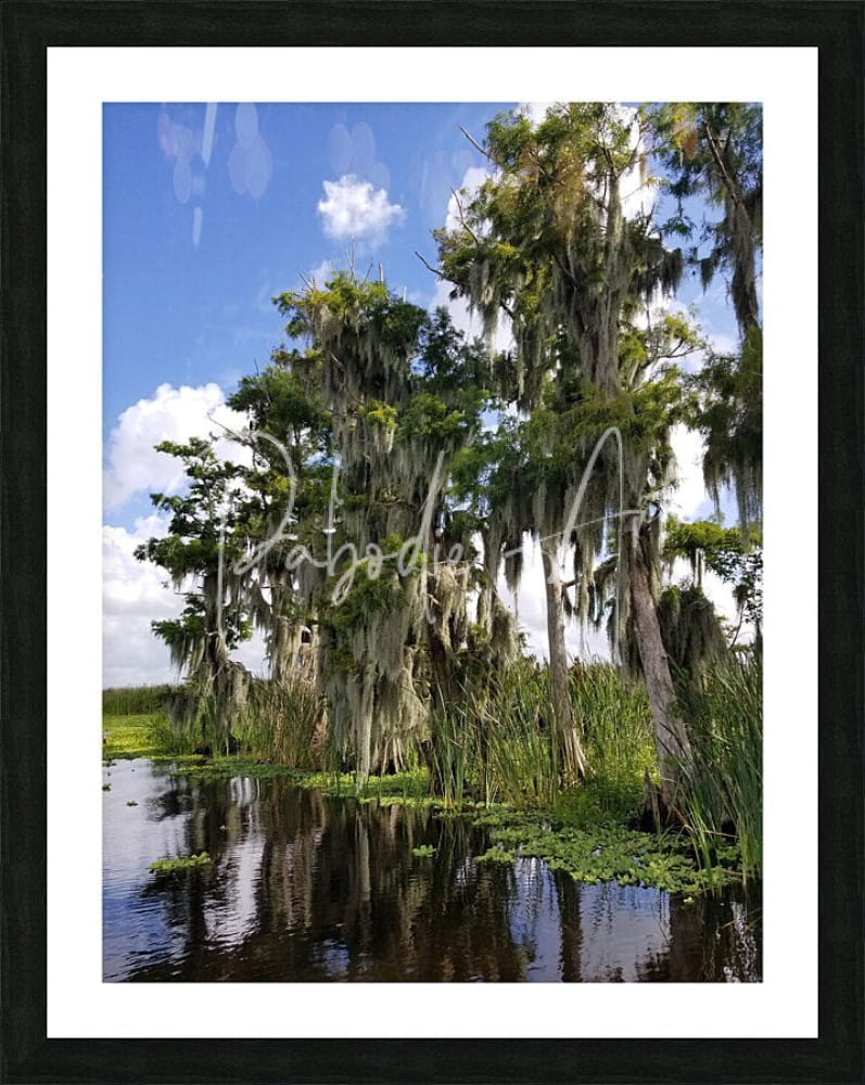 Framed print of florida bald cypress trees with spanish moss under a bright blue sky for wall decor