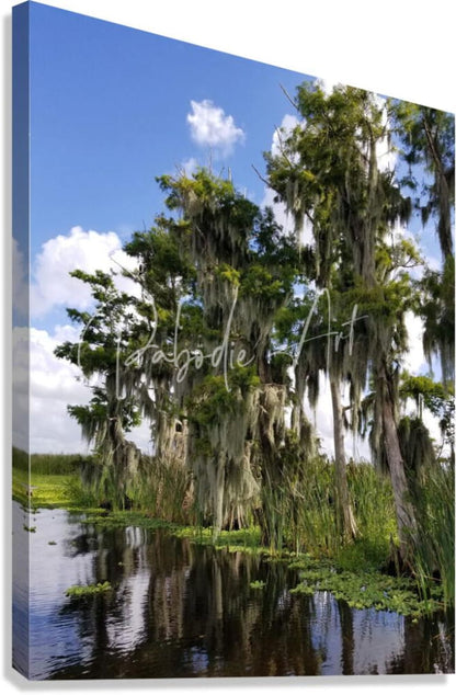 Canvas print of florida bald cypress trees with tall trunks draped in spanish moss against blue sky reflecting in water