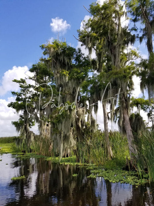 Tall florida bald cypress trees draped in grayish green spanish moss beside a calm reflective swamp under blue sky