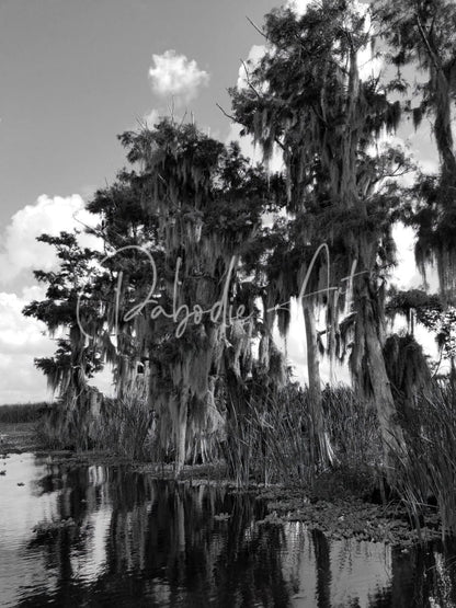 Black-and-white photograph of florida bald cypress trees draped in spanish moss beside a calm waterway with reflections