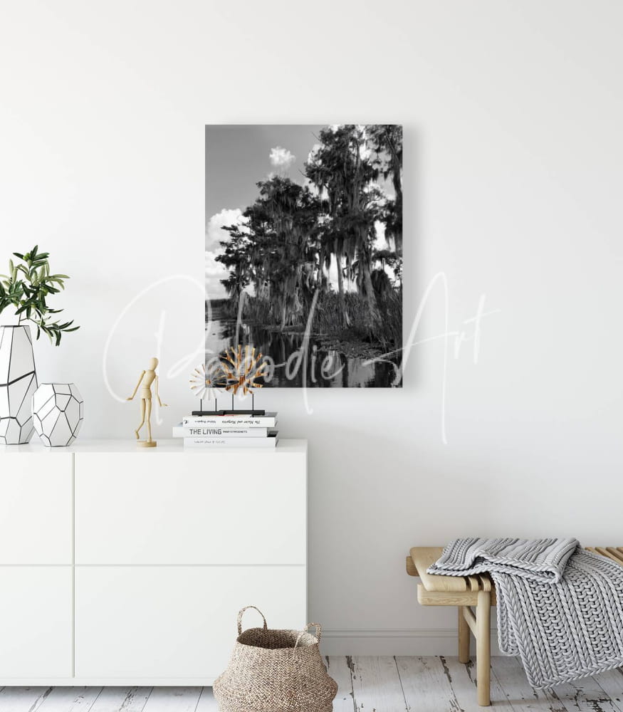 Black-and-white canvas print of a florida bald cypress swamp scene with tall trees draped in spanish moss