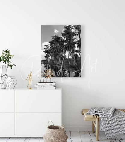 Black-and-white canvas print of a florida bald cypress swamp scene with tall trees draped in spanish moss