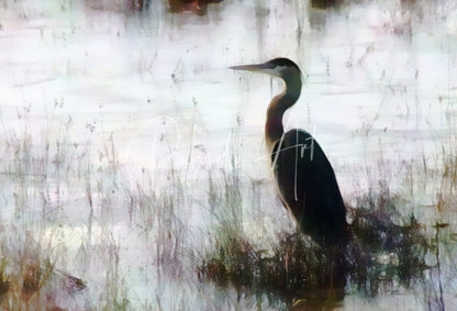 A sleek dark-feathered great blue heron stands tall in a misty marshland in the shallows product image