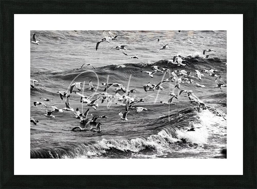 Black-framed black and white photographic print titled morning gulls showing seagulls flying over ocean waves