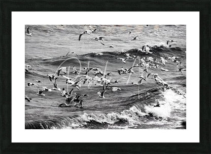 Black-framed black and white photographic print titled morning gulls showing seagulls flying over ocean waves