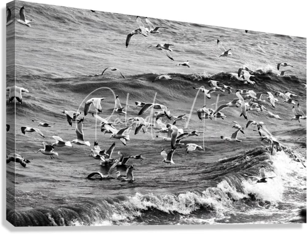 Black-and-white canvas print morning gulls showing seagulls in flight over ocean waves in monochrome design