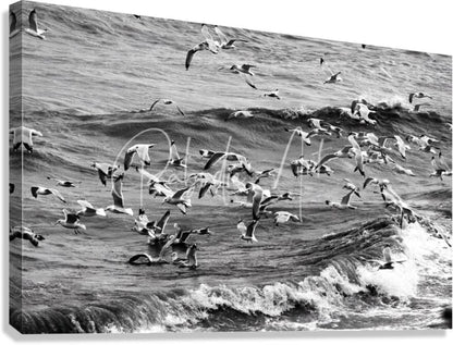 Black-and-white canvas print morning gulls showing seagulls in flight over ocean waves in monochrome design