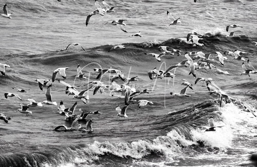 A flock of seagulls in mid-flight over choppy ocean waves in the morning gulls product scene