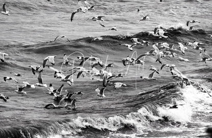 A flock of seagulls in mid-flight over choppy ocean waves in the morning gulls product image