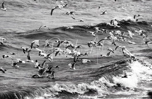 A flock of seagulls in mid-flight over choppy ocean waves in the morning gulls product image