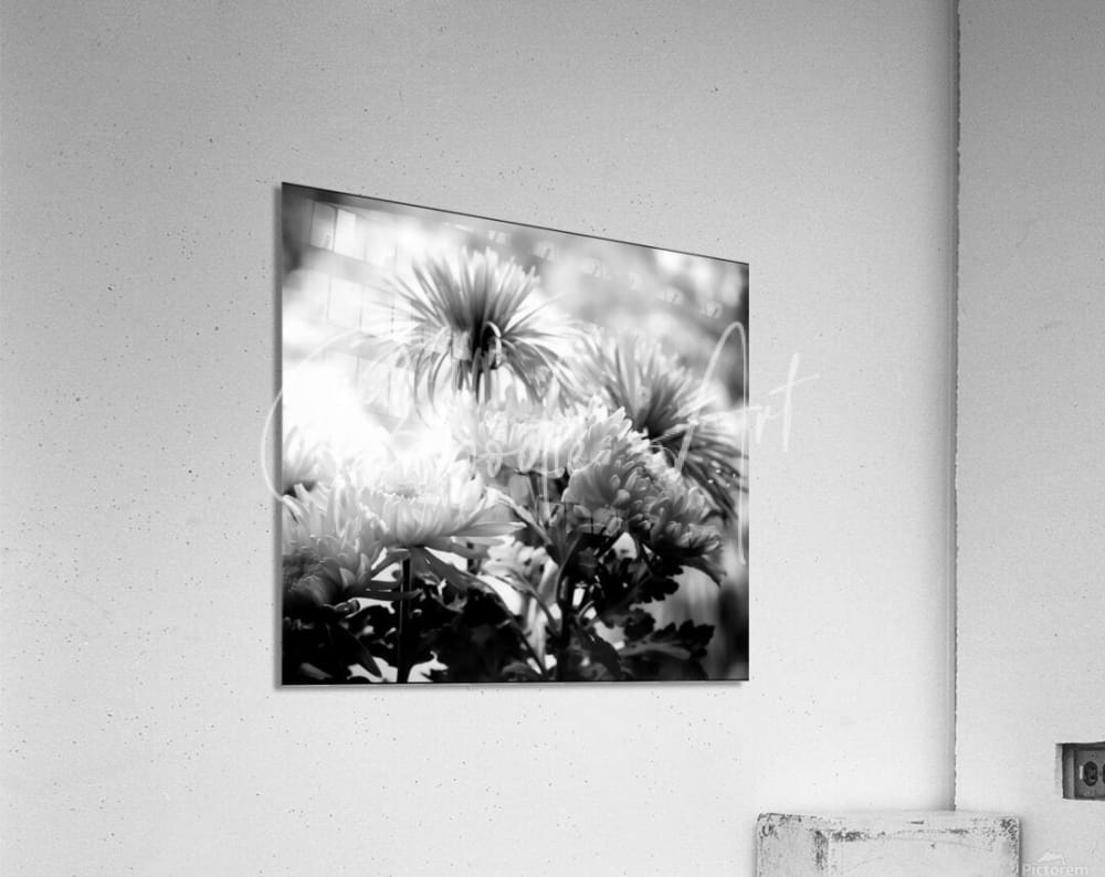 Black-and-white acrylic print of chrysanthemums mounted on a wall titled mums and more in black and white