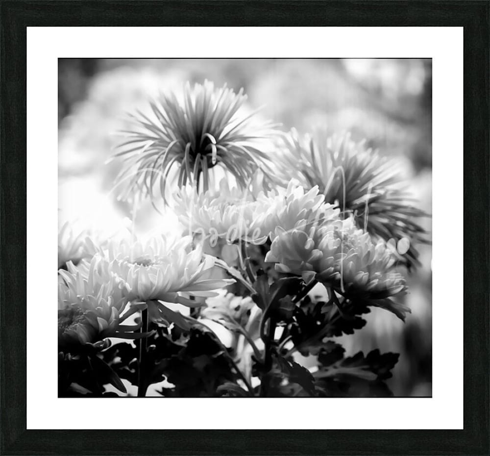 Black and white framed photograph of chrysanthemums in a square format titled Mums and More in Black and White