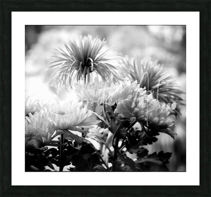 Black and white framed photograph of chrysanthemums in a square format titled Mums and More in Black and White