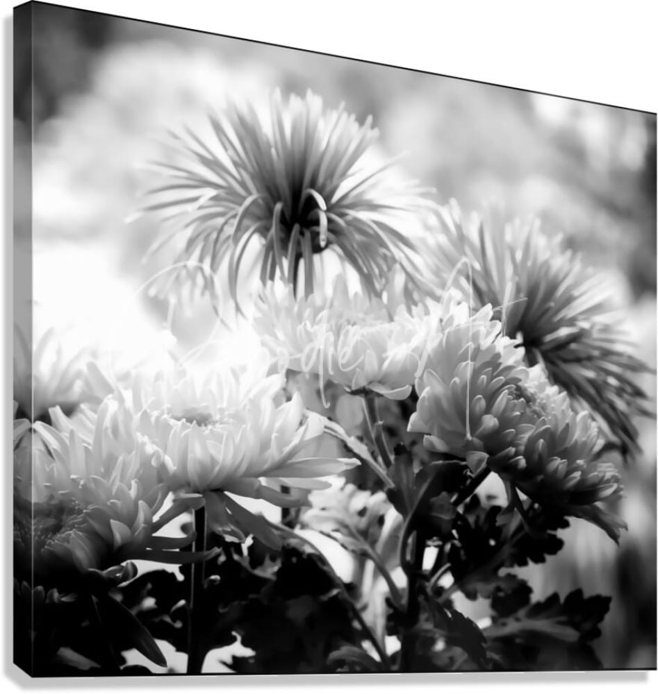Black-and-white canvas print of spiky chrysanthemums with delicate petals and dark green foliage titled mums and more