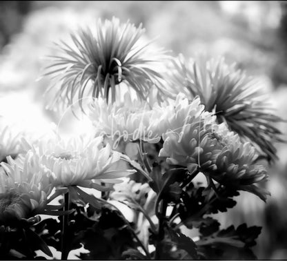Black-and-white chrysanthemums with spiky layered petals and dark green leaves in mums and more collection