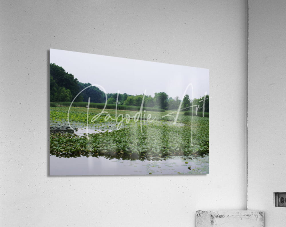 Rectangular acrylic print of serene green water lilies and trees reflected in calm waters at sheldon marsh