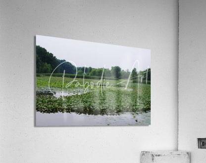 Rectangular acrylic print of serene green water lilies and trees reflected in calm waters at sheldon marsh